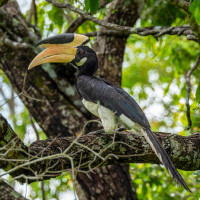 Malabar Pied-Hornbill